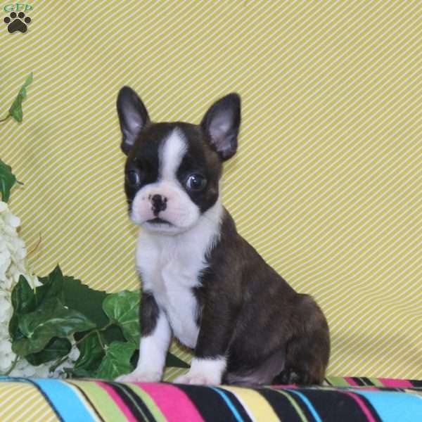 Pierre, Boston Terrier Puppy